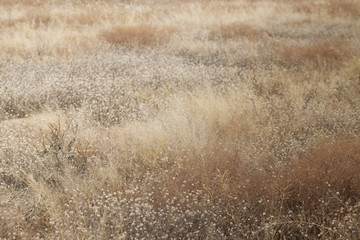 Fototapeta premium Grass flower for background