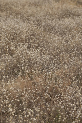 Grass flower for background