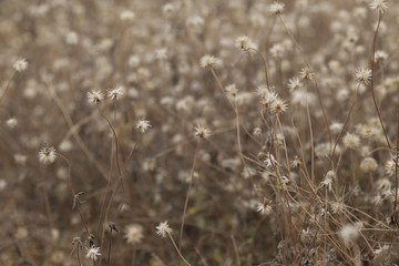 Fototapeta premium Grass flower for background