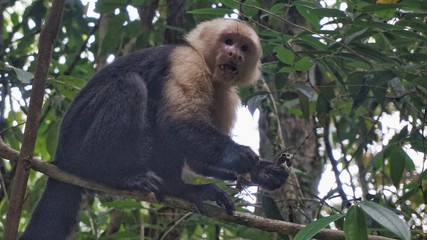 Manuel Antonio NP, Costa Rica