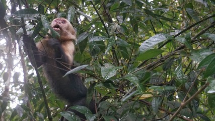 Manuel Antonio NP, Costa Rica