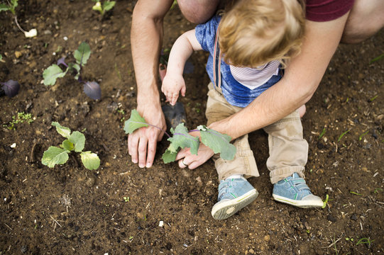 Father with his little son in the garden planting seedlings