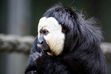Weißkopf Saki Affe in Gafangenschaft im Zoo