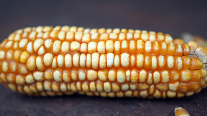 Raw Corn Seeds or Corn kernels are the fruits of corn. Grains of ripe corn. Kernels and seeds of maize.