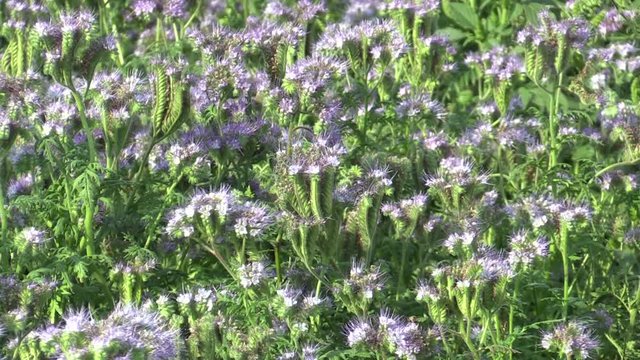 Blue tansy or lacy Phacelia tanacetifolia farmed crops grown as fodder, green fertilizer and honeybee plant, used as a catch crop, suppress weeds and improve soil quality