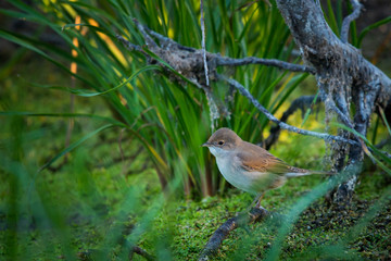 Eurasian reed warbler or Acrocephalus scirpaceus close