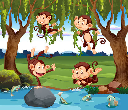 A group of monkey in nature