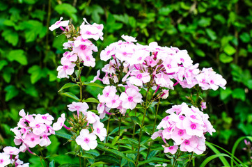 Garden autumn flowers phlox