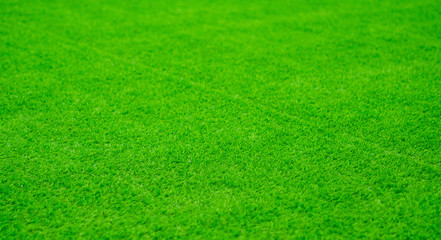grass field background, green grass, green background