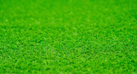 Fototapeta premium grass field background, green grass, green background