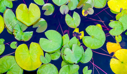 Leaves of lilies in the pond