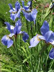 Colorful irises in the garden, perennial garden. Gardening. Bearded iris Group of blue irises in the Ukrainian Garden. Iris Siberian