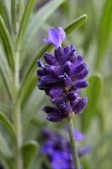 lawenda © Piotr Łaskawski