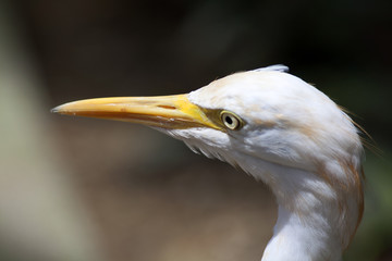 Silberreiher