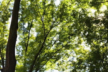 木漏れ日とせみ