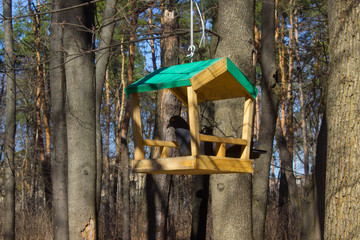 Birdfeeder