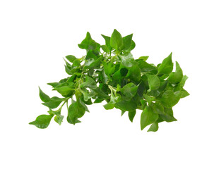 Fresh watercress isolated on white background