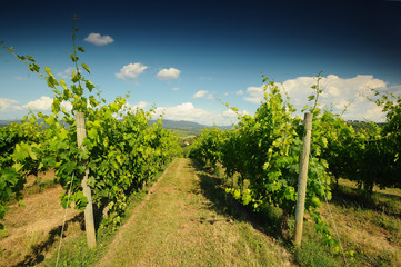 Fototapeta na wymiar green vineyards and blue sky in Chianti region. Italy
