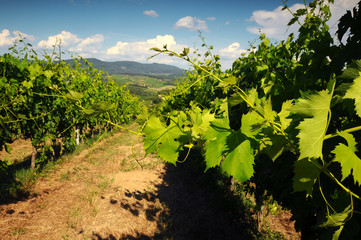 green vineyards and blue sky in Chianti region. Italy