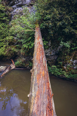 Tree trunk over River Hornad in Slovak Paradise mountain range in Slovakia