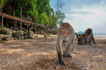 Naklejka premium Monkey on the beach in Thailandia