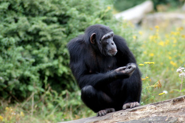 Schimpanse Affe in Gafangenschaft im Zoo