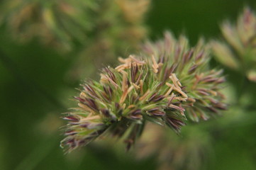 macro avec un épi de dactyle fleuri (graminée sauvage) sur fond de feuillage