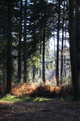 Forêt d'Andaines dans l'Orne (Normandie)