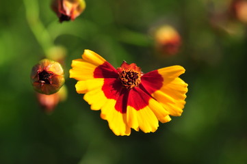 gros plan avec fleur de coréopsis des teinturiers sur fond vert