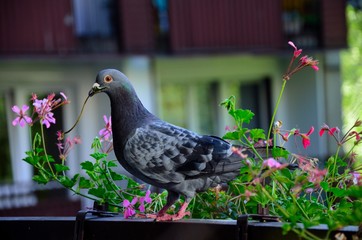 gołąb © Piotr Łaskawski