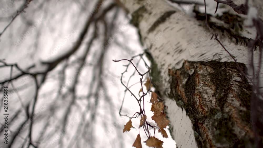 Aufkleber branch with dry leaves on birch tree close up winter with blurry snowy background shallow depth of f