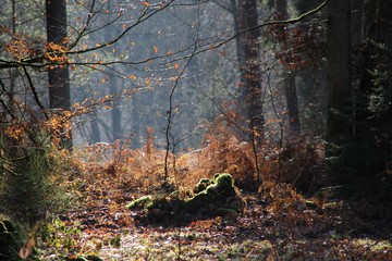 Forêt d'Andaines en automne