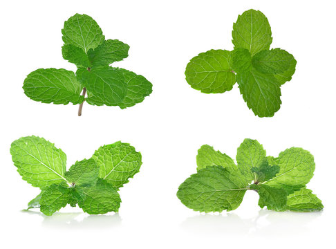 Fresh mint isolated on white background.