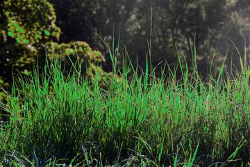 Grüne Gräser in der Sonne