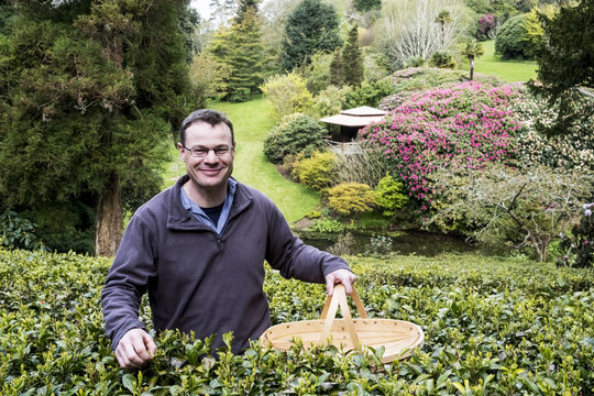 Man holding basket standing outdoors in tea plantation, carefully picking tea leaves.