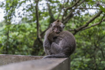 Two cute monkeys sleping and cuddling in the Monkeyforest of Bali in Indonesia