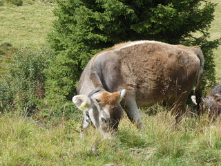 Naklejka na ściany i meble cow grazing on a meadow in the mountains