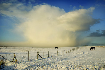 Horses Under a Snow Storm