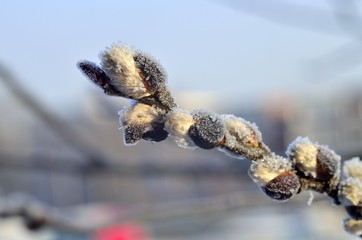 bazie © Piotr Łaskawski