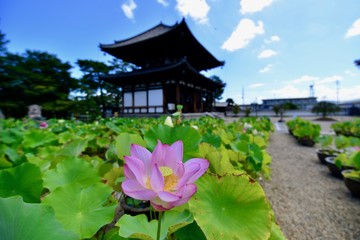 Fototapeta na wymiar 奈良のハスと寺
