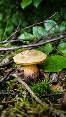 One thick stemmed mushroom on the floor of a forest surrounded by leaves. Taken in Bavaria, Germany.