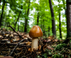 One small white and brown mushroom in a forest in Autumn with trees in the background. Taken in Bavaria, Germany