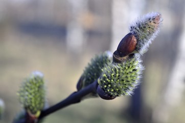 bazie © Piotr Łaskawski