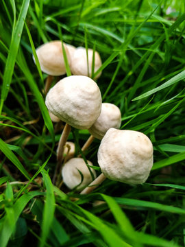 Cluster of small white mushrooms surrounded by grass. Taken in Bavaria, Germay