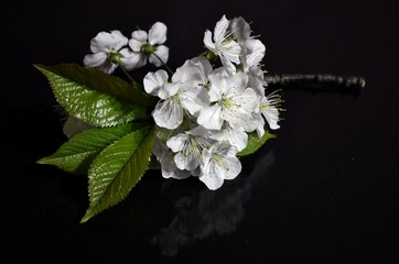 kwiat jabłoni