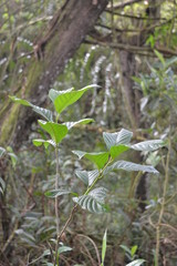 planta verde naturaleza campo bosque hojas  plant green nature field forest leaves