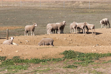 Sheep Australia 