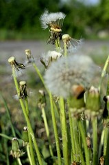 dmuchawce © Piotr Łaskawski