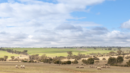 Fototapeta na wymiar Sheep Australia 