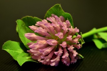 koniczyna © Piotr Łaskawski